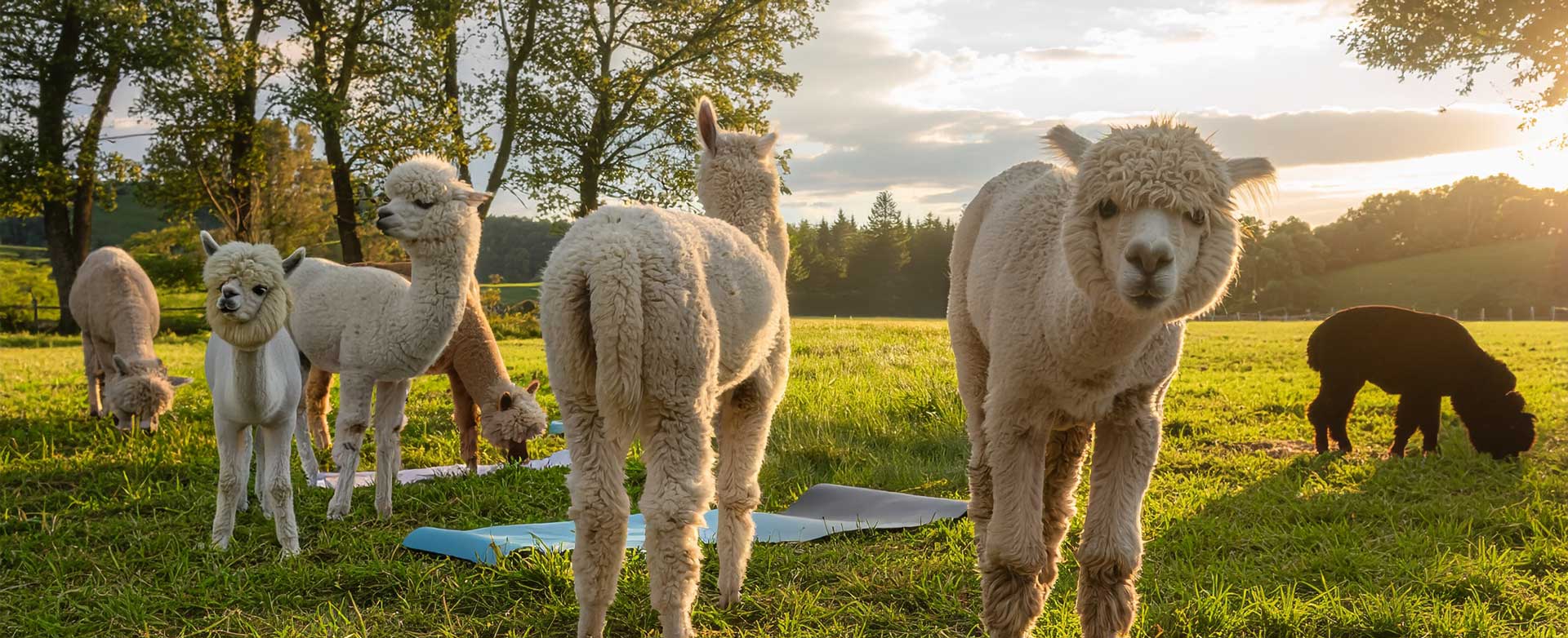 federbunt_alpaka-yoga_header.jpg